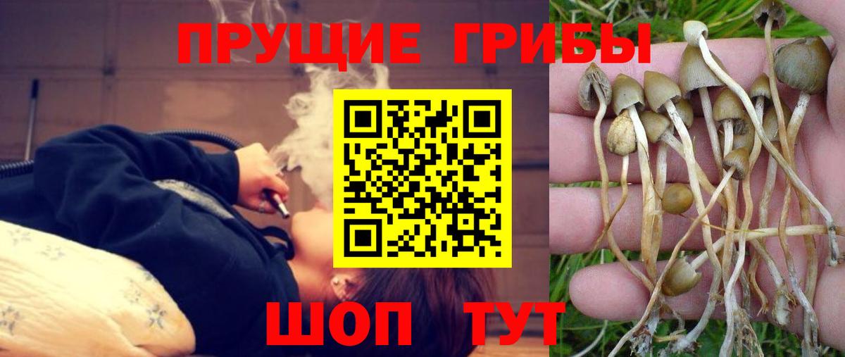 Псилоцибиновые грибы прущие грибы Дедовск